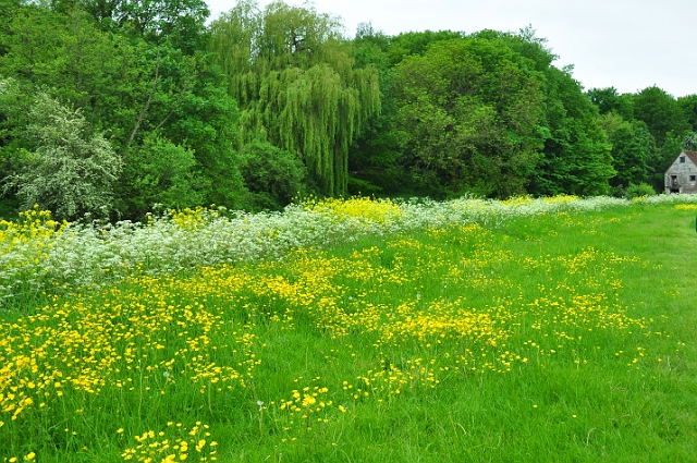 24 05 15_4285_edited-1.jpg - STURMINSTER NEWTON, NORTH DORSET - 24.5.15